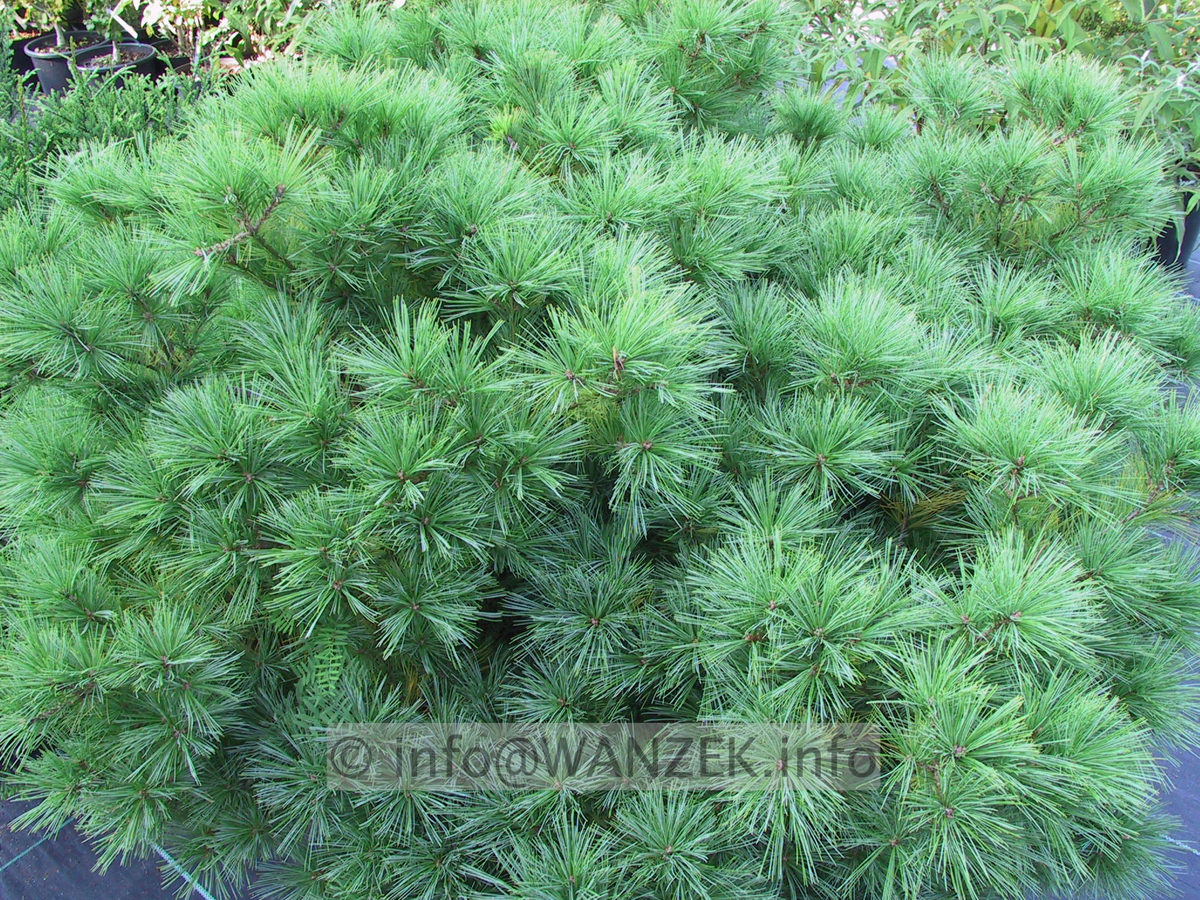 Pinus strobus Minima - Sol 1,5m.JPG